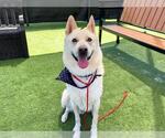 Small #2 Siberian Husky