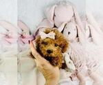 Small #23 Poodle (Toy)