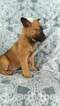 Small Photo #4 Malinois Puppy For Sale in LANCASTER, PA, USA