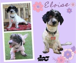 Poodle (Miniature)-Unknown Mix Dogs for adoption in Lindsay, CA, USA