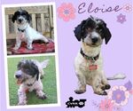 Small Poodle (Miniature) Mix