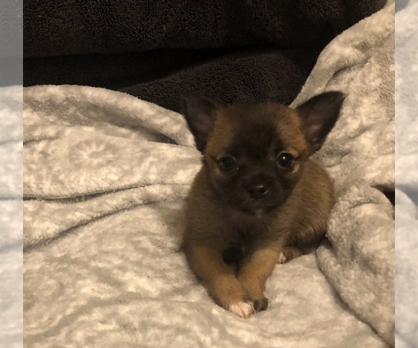 Medium Photo #1 Chihuahua Puppy For Sale in LANSING, MI, USA