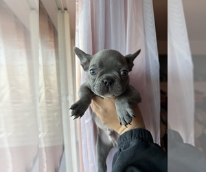 Medium French Bulldog