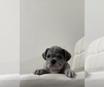 Small #10 French Bulldog