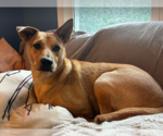 Small Photo #2 Carolina Dog-Unknown Mix Puppy For Sale in Cary, NC, USA