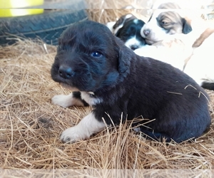 Newfoundland-Saint Bernard Mix Puppy for sale in COLVILLE, WA, USA