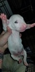Small Photo #19 Bull Terrier Puppy For Sale in JACKSON, MI, USA
