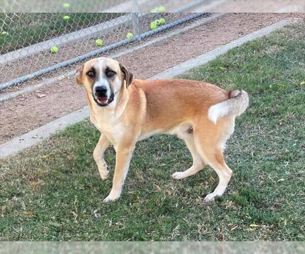 Medium Photo #1 Anatolian Shepherd-Unknown Mix Puppy For Sale in Plano, TX, USA