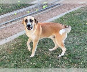 Anatolian Shepherd-Unknown Mix Dogs for adoption in Plano, TX, USA