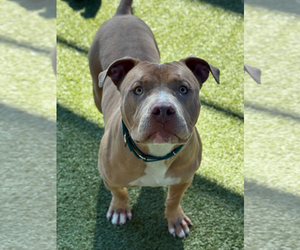 Mutt Dogs for adoption in Hillsboro, NH, USA