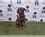 Small American Pit Bull Terrier Mix