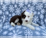 Small #1 Miniature Australian Shepherd