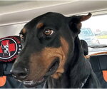 Small Doberman Pinscher