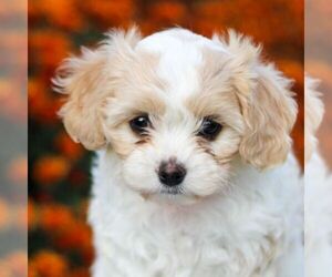 Cavachon Puppy for sale in ANNVILLE, PA, USA