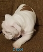 Small #2 Bulldog