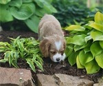 Puppy Chase Cocker Spaniel