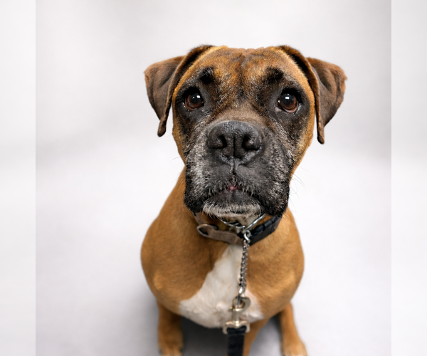 Medium Photo #1 Boxer Puppy For Sale in Dumont, NJ, USA