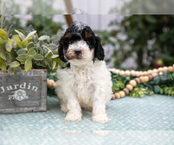 Medium Photo #6 Poodle (Miniature) Puppy For Sale in FARWELL, MI, USA