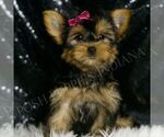 Puppy Molly Yorkshire Terrier
