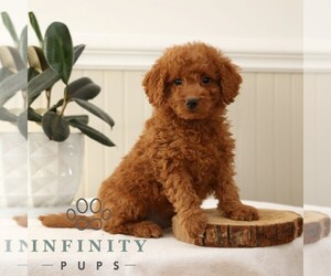 Goldendoodle (Miniature) Puppy for sale in NARVON, PA, USA