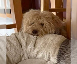 Havanese-Unknown Mix Dogs for adoption in Canton, CT, USA