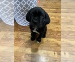 Small Photo #7 Cane Corso Puppy For Sale in ARDEN, NC, USA