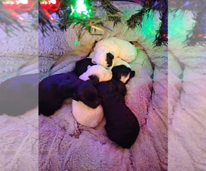 Cock-A-Poo Puppy for sale in FITZGERALD, GA, USA