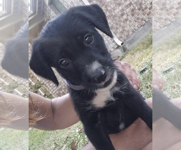 Medium Photo #1 Labrador Retriever-Unknown Mix Puppy For Sale in The Woodlands, TX, USA