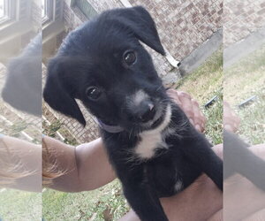 Labrador Retriever-Unknown Mix Dogs for adoption in The Woodlands, TX, USA
