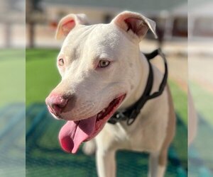 American Pit Bull Terrier-Unknown Mix Dogs for adoption in Lake Forest, CA, USA