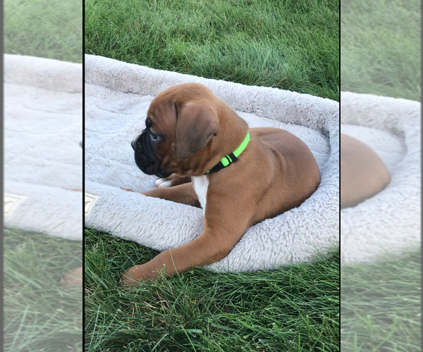 Medium Photo #3 Boxer Puppy For Sale in APPLE CREEK, OH, USA