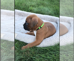 Small Photo #3 Boxer Puppy For Sale in APPLE CREEK, OH, USA