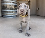 Puppy yellow Weimaraner