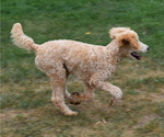 Small Photo #7 Poodle (Standard) Puppy For Sale in MONTELLO, WI, USA