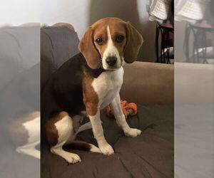 Beagle Dogs for adoption in Fairfax, VA, USA