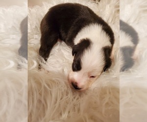 Miniature Australian Shepherd Puppy for sale in ROSEVILLE, CA, USA