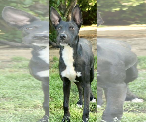Medium Photo #3 Mutt Puppy For Sale in Okolona, MS, USA