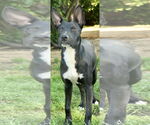 Small #2 Mutt