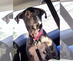 Small #3 Boxer Mix