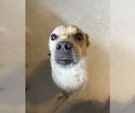 Small #5 Mutt