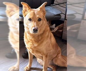 Akita-Labrador Retriever Mix Dogs for adoption in Deepwater, NJ, USA