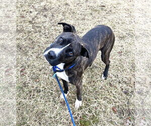 American Pit Bull Terrier-Unknown Mix Dogs for adoption in Rockaway, NJ, USA