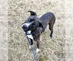 Small American Pit Bull Terrier Mix