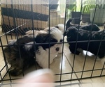 Small Photo #24 Shih Tzu Puppy For Sale in LONGWOOD, FL, USA