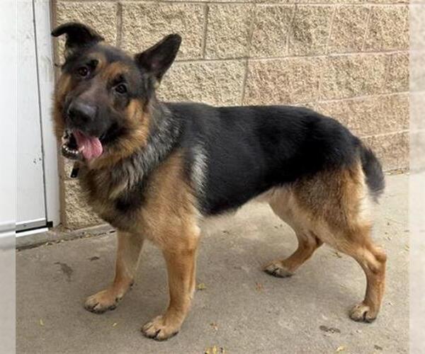 Medium Photo #1 German Shepherd Dog Puppy For Sale in Aurora, IL, USA