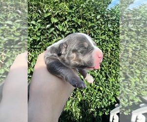 American Bully Puppy for sale in LA PUENTE, CA, USA