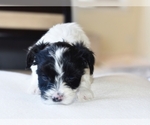 Puppy active Biewer Terrier