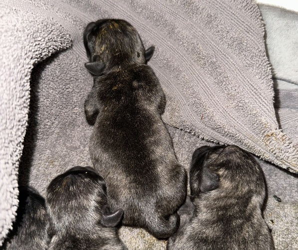 Medium Photo #13 Pug Puppy For Sale in TROY, MO, USA