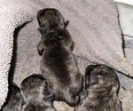Small Photo #13 Pug Puppy For Sale in TROY, MO, USA