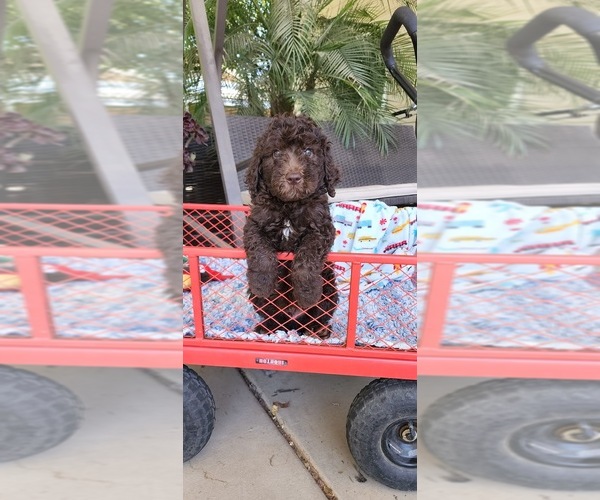 Medium Photo #7 Labradoodle Puppy For Sale in FRESNO, CA, USA